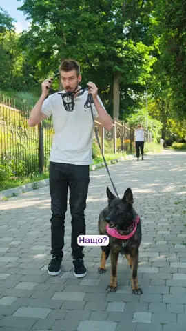 Намордник? #bubibo #додаток #собаки 