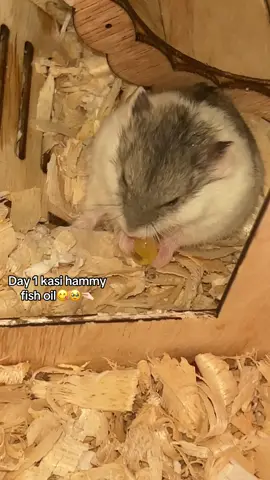 ternyata doyan🥹😻 #hamster  #hammy  #foryoupage  #fyp 