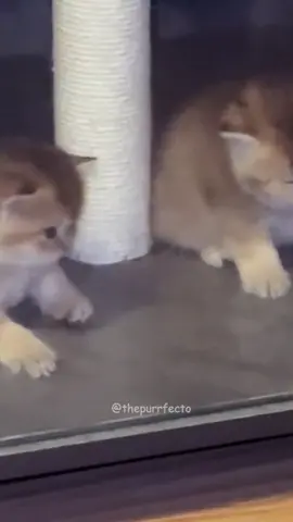 #funnycats #fyp #pov #funnycat #catsoftiktok 