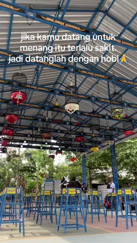 lanjut dulurr😁 #sogon #sogonmaniaindonesia #sogongacor #sogonmania #sogonjuara 