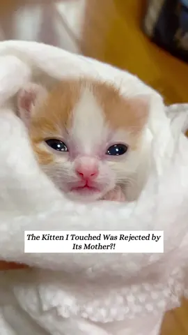 The reason is that we touched the stray mother cat's baby, and it moved away immediately. I had to take in the little cat that I had touched.#fyp #animals #rescue 