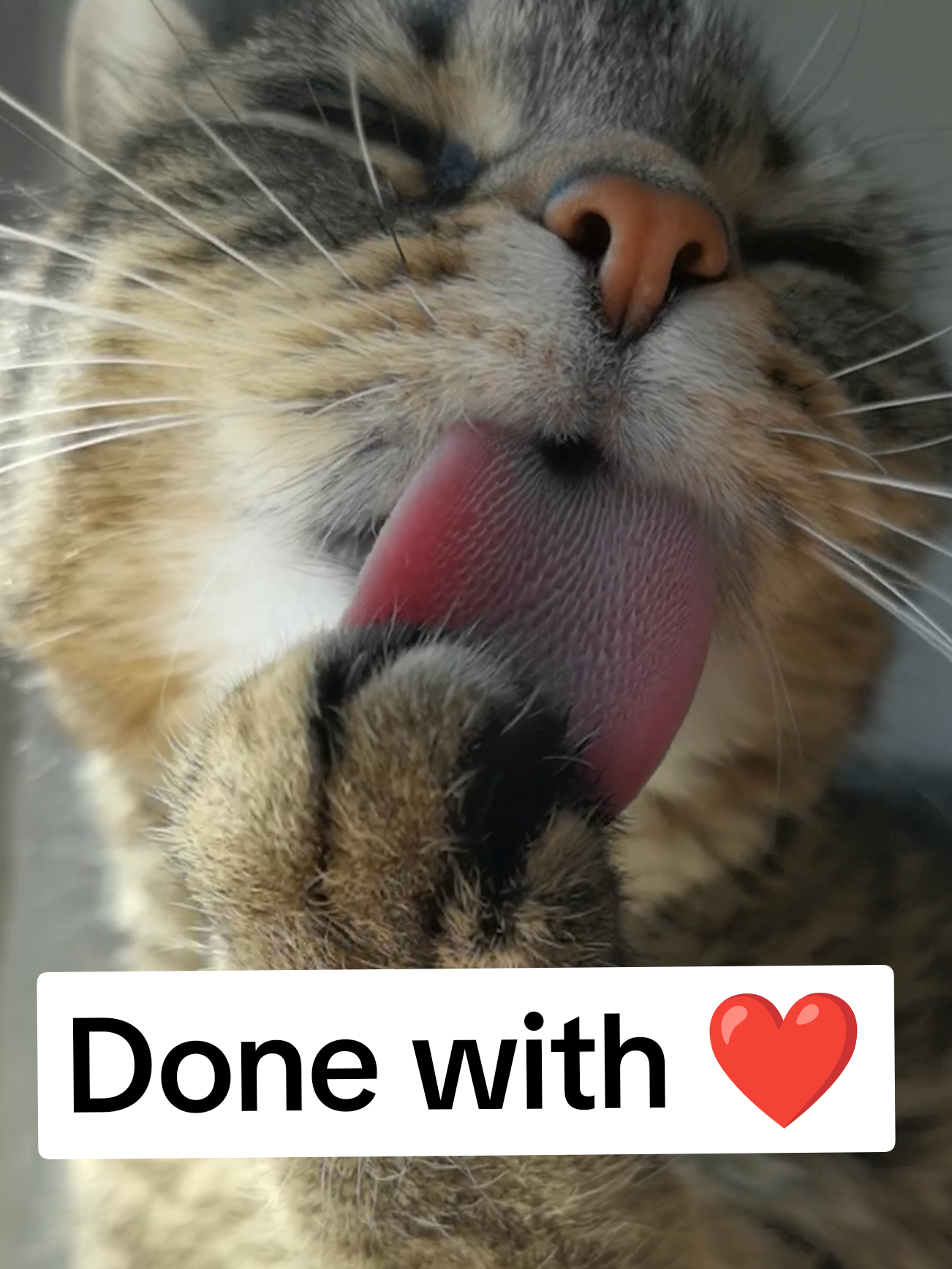 Misti's Groove 💝🎶😻🎶💝 Music by Misti Koh ❤️ Check out Misti Koh and Dj Koh songs on all streaming platforms 💚 #cat #catsoftiktok #fyp #viral 