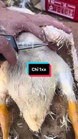 Máy vặt lông vịt cầm tay : giải pháp hiệu quả cho mọi nhà #mayvatlongvit #mayvatlongvitcamtay #mayvatlonggavit #giadung 