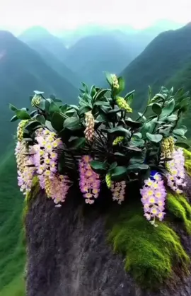 kiều tím yên bái#xh #xhtiktok #laichau99 