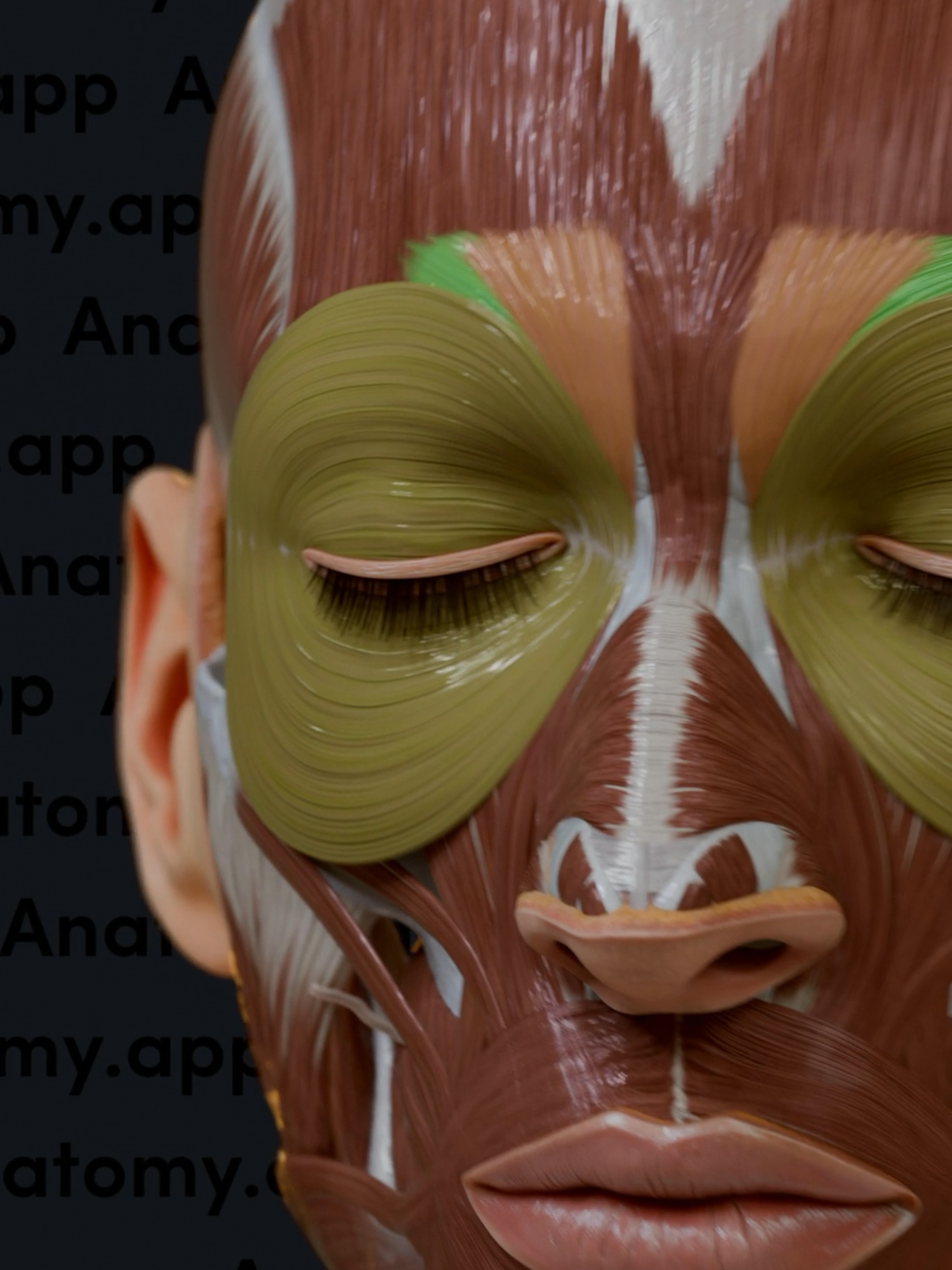 Know your facial muscles: orbicularis oculi, corrugator supercilii, and depressor supercilii.💡👀 Learn human anatomy fast at Anatomy.app!🧠 . . . . #anatomy #humananatomy #anatomyandphysiology #3danatomy #medstudents #medicalstudents #medicaleducation #humanbody #medstudenttiktok #anatomiahumana #facialmuscles #premed #premedstudent #facialrejuvenation #facialyoga #facialmassage #beautician #injectibles #medschool #medicalschool