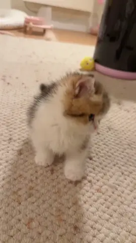 little cute cat 😺. #catsounds #meowing #cutecat 