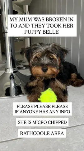 CASH REWARD FOR HER RETURN My mum’s puppy was stolen in the Rathcoole area, she’s only 5 months old and microchipped, she is my mum’s best friend please share an info 💔 #dublin #rathcoole #puppy #stolen