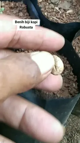 Benih biji kopi Robusta siap semai#bijikopirobusta #benihbijikopirobusta #benihkopirobusta 