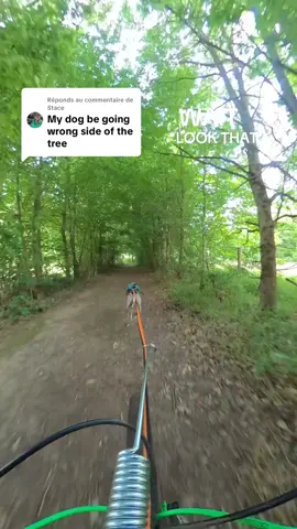 Réponse à @Stace NO TIME FOR A ERROR 🫣  #eurohound #dog #bikejoring 