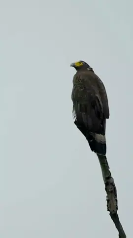Elang Bido (Crested Serpent Eagle) #burung #bird #kicaumania #foryou #fyp 