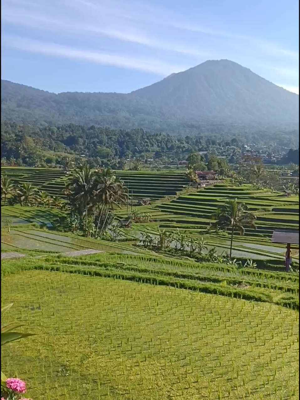Jatiluwih is a fantastic place to be excited about! This UNESCO World Heritage site in Bali is famous for its stunningly beautiful rice terraces and the ancient Subak irrigation system that sustains them. The name 