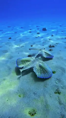 Amazing ocean 🌊 