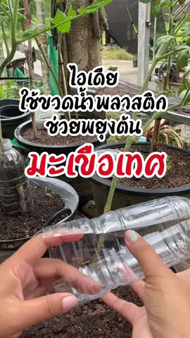 #ไอเดียนำขวดพลาสติกช่วยพยุงลำต้นมะเขือเทศ #เกษตรมือใหม่ #เกษตรพอเพียง #พืชผักสวนครัว #มะเขือเทศ 
