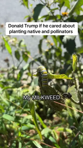 The APHIDS destroyed the naturally growing milkweed in the yard! VERY BAD! The monarch caterpillars WOULD have ran out of food, making metamorphosis very hard!  I am being told that MONARCH CATERPILLARS numbers are down over 90%! No good! These are difficult times! LUCKILY I have my own PRIVATE milkweed that I have grown, which the caterpillars can now CONSUME. Not many people COULD do what I have done HERE! Nature told them no, but I said YES BABY CATERPILLARS. They will now EAT and GROW to sizes that we have likely never seen!  #gardening #insects #nature #butterfly #funny 