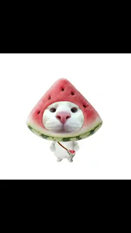 avatar mèo đội mũ hoa quả p3