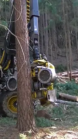 #treecuting #machine #forestry #logger #asmr 