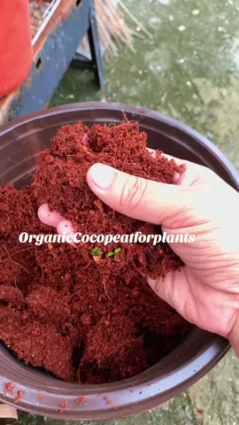 #creatorsearchinsights #cocopeatforplants 