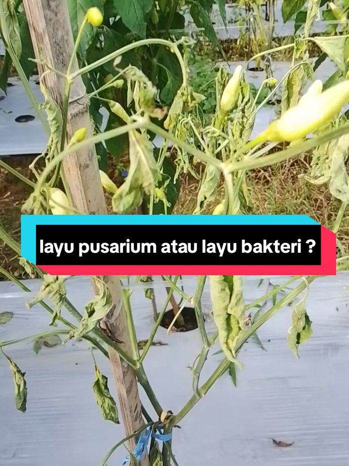 LAYU PUSARIUM/ANTRAKNOSA PADA CABE PENYAKIT MEMATIKAN  #petanimuda #petaniindonesia🇮🇩🇮🇩🇮🇩🌿🌿 #petanimilenial #layupusarium #antraknosa 