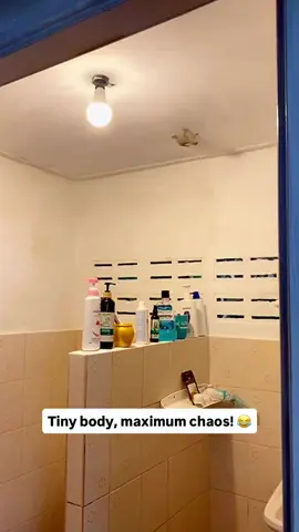 oooh buddy!!!  😂😂😂🤦‍♀️🤦‍♀️ sums up my life haha #hysterical #toofunny #cutelizard #lizardfall #amusing 