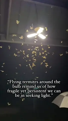 Flying termites!❤️🙏#fypage #viraltiktok #engagementisthekey 