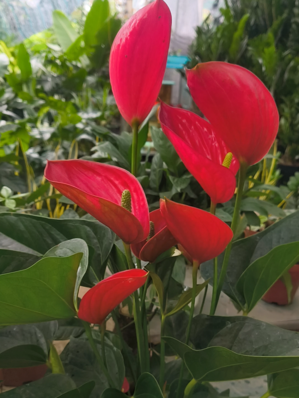 Cây Hồng Môn Thiên Nga để bàn, để kệ, ban thờ, decor trang trí. Hoa đỏ bông to, hoa bền giúp mang lại may mắn, tài lộc, thịnh vượng cho gia chủ #caycanh #cayphongthuy #decor #tiktokshop #xuhuong 