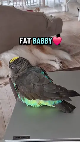 An absolutely adorable fat babby🥹❤️ #parrotsoftiktok #birdtok🦜 #BirdsSupportingBirds #memestiktok #fyp 