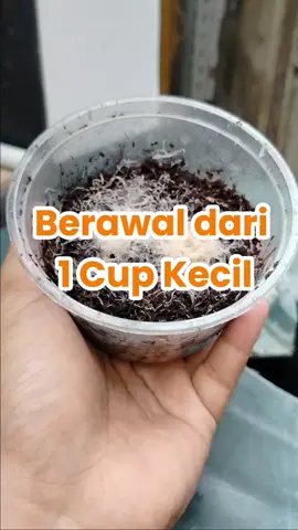 Gak Nyangka! Cacing Grindal Bisa Sebanyak Ini Cuma Modal Kecil! Bisa jadi 3 box dalam sebulan?! 😱 Cuma modal 1 cup cacing grindal lho! Gak nyangka bisa panen sebanyak ini. ​Buat yang lagi nyari pakan hidup buat ikan cupang, guppy, atau ikan hias lainnya, cacing grindal ini cocok banget! Gampang dibudidaya dan panennya melimpah ruah. ​Gimana, tertarik buat coba? Follow untuk tips dan trik budidaya cacing grindal selanjutnya! #CacingGrindal #GrindalWorms #PakanIkanHidup #IkanCupang #IkanGuppy 
