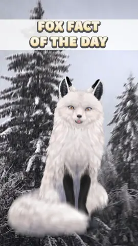 I'm something of an investor myself - Fox Fact of the Day! #vtuber #vtuberclips #hololive #furry #furryvtuber #foxvtuber #british #britishvtuber #vtubers #fox #snowiethesnowfox