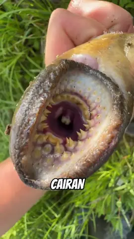 Ikan dengan ratusan gigi, lamprey #lamprey #serunyabelajar #fyp 