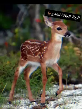 #فلتر_تعديل_الصوت #جاهزية_سرعة_حسم_في_كل_مكان_و_زمان😎 @الشاعر حمدان جالي الرزيقي 🫆💯 #الجنينة_داراندوكا💚🖤❤️ #شعر #شعراء 