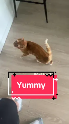 #cats