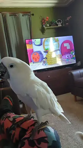 Thirsty Furby is a Hydration 💧 King 👑 #furbythebirb #birdtok #talkingbird #drink #water 