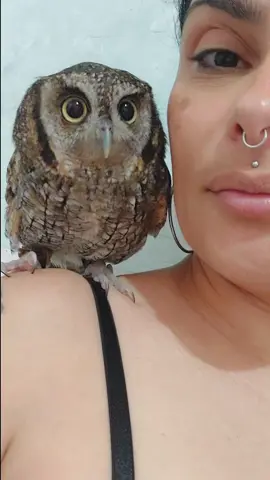 #fyyy #pets #coruja #fyyyyyyyyyyyyyyyyyyy #fyyyyyyyyyyyyyyyy 