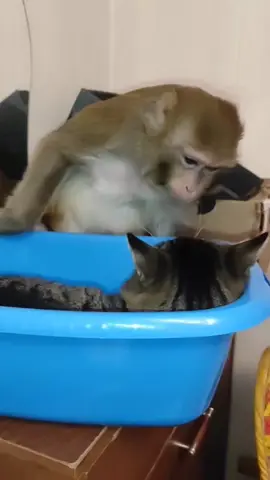 #юмор #николаич #обезьяны #рек #животные 