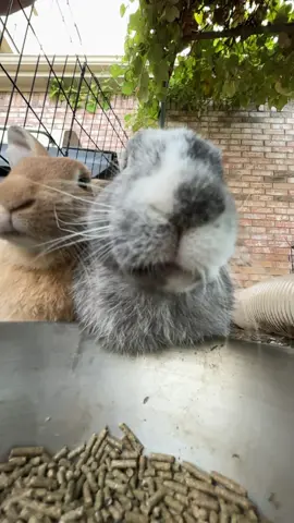 Bunnies eating in slo mo #viral #funny #slowmo #rabbit #cute 