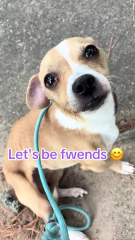 Meet Peanut.  He wants us to be friends.  Like my page and share.   #friends #dogsoftiktok 