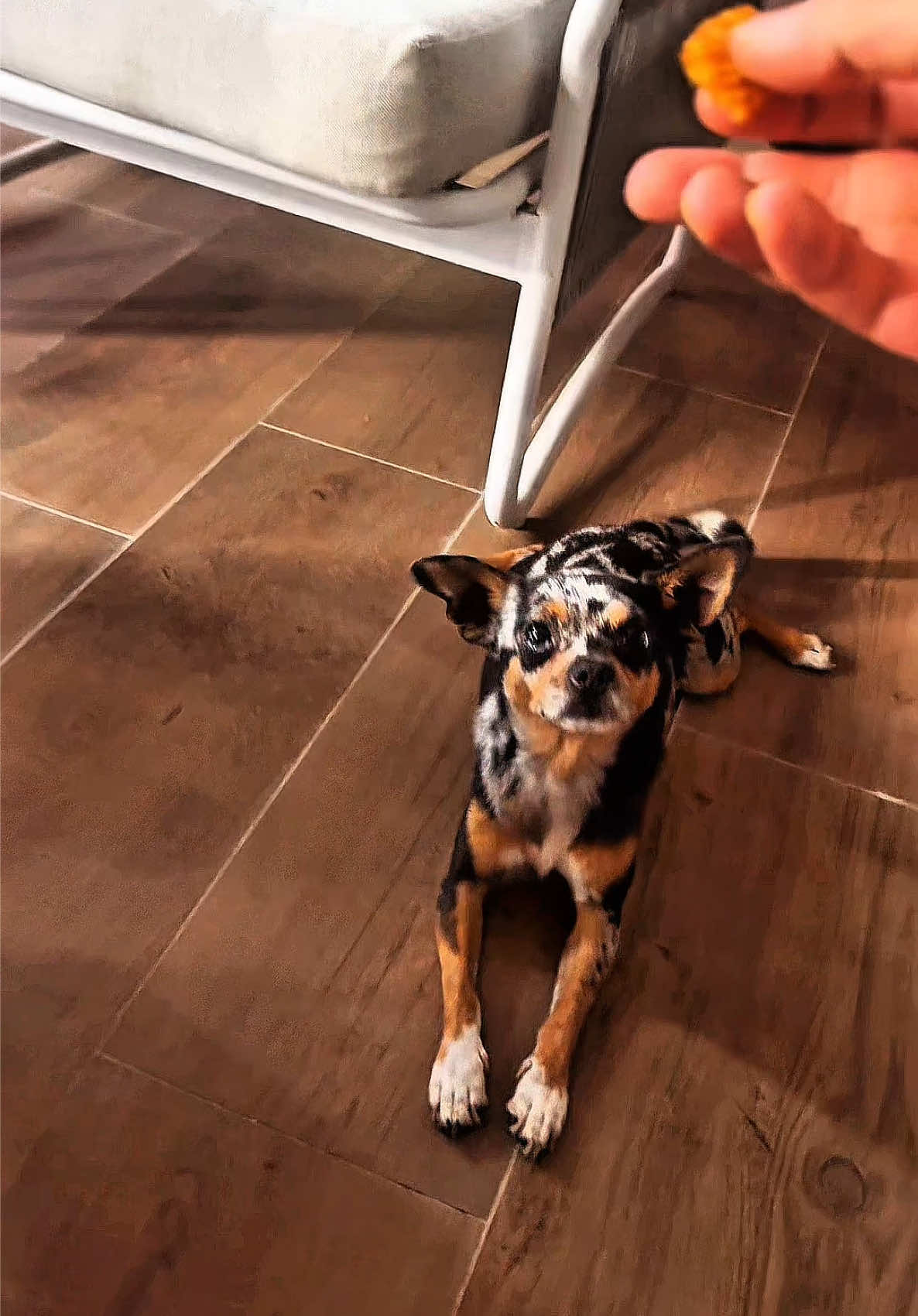 STITCH LE CHIHUAHUA 🇹🇳 #chihuahua #chihuahuastiktok #stitch #merle #exotic 