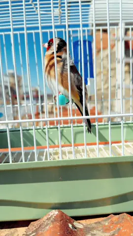 #goldfinch🐧 #chardonneret🐧🌶️ #carduelis #jilguero #cukapiqi 