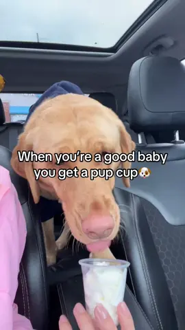 What’s your pups favorite treat? #dogsoftiktok#puppy#contentcreator