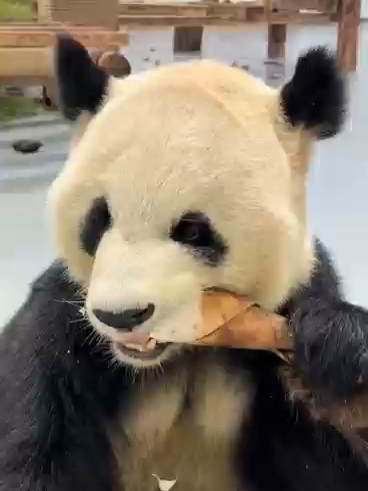 Dobrou chuť, pokud taky právě obědváte. 🐼🎋