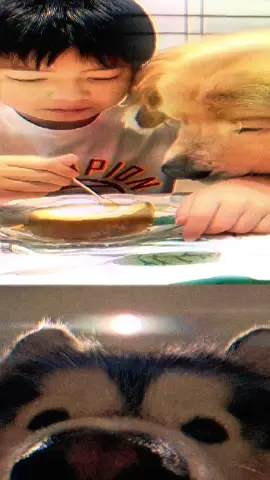 📸1320 #memes #shorts #dog 📹shanlumamei(Instagramreel) Adorable pup can’t take its eyes off the cake while watching the owner eat! 🍰🐶