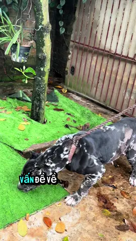 Trị ve tối ưu nhất trên thị trường ae à#KinhNghiemNuoiCho #chó #yeudongvat #DogCareVN 