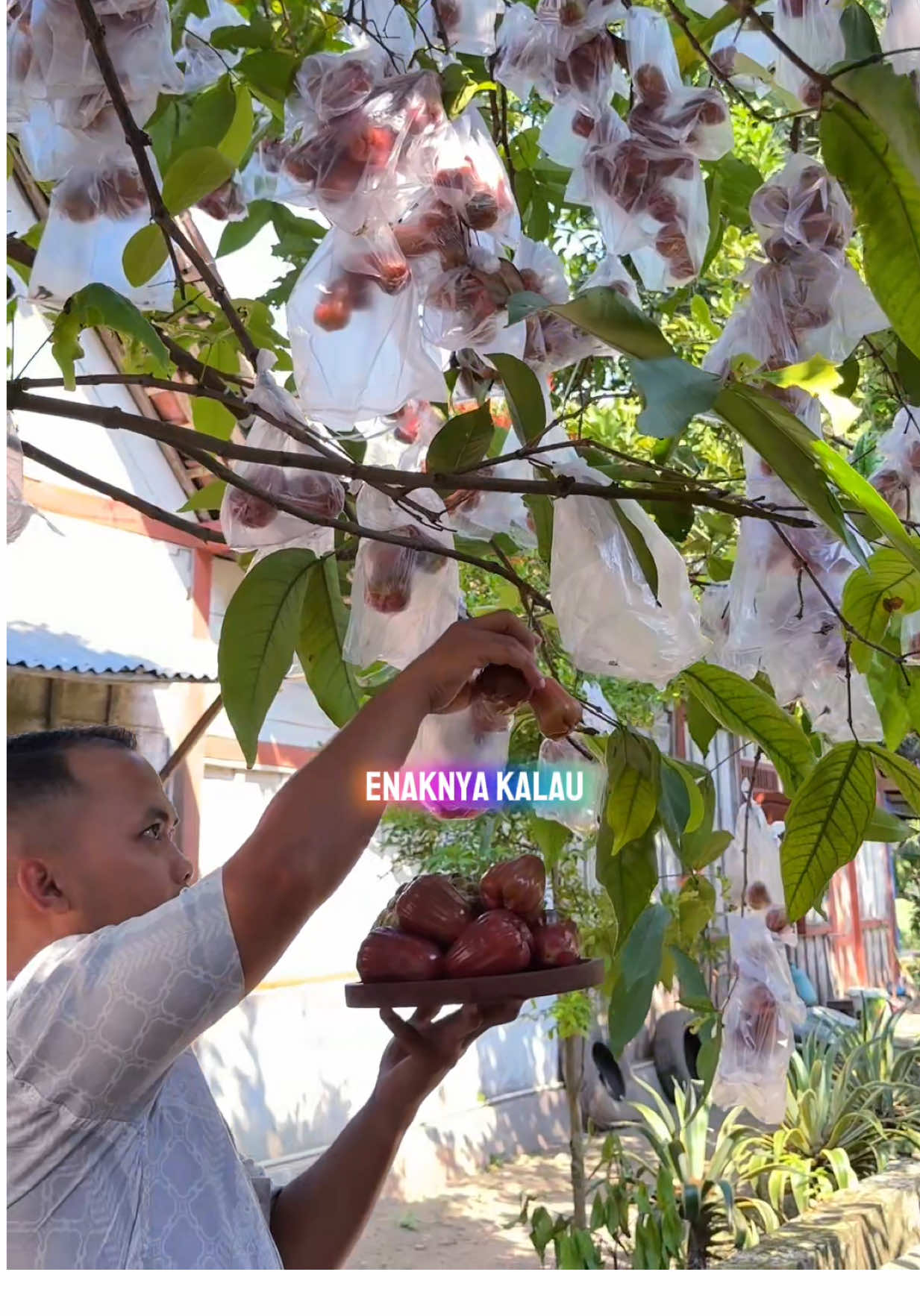 Membalas @yayuk Mau ngerujak tinggal petik buahnya di samping rumah  #petikbuah #buahsegar #jambucitra #zengarden #fyp 
