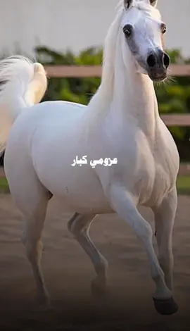 #CapCut #للخيل_العربية_الأصيلة #للخيل_عشق_وانا_اعشق_الخيل #رسالة_اليوم #كلمات_من_القلب 