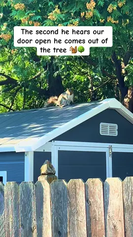 Baby Harry🐿️🌳 is the cutest 🤎 #squirrel #squirrelsoftiktok #nature 