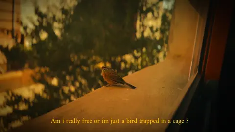 Thats how i really felt recording that bird from behind the window.. #fyp #photography #cinematic #morocco#fy 