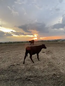 #atarde #usa🇺🇸 #Dios #atardecer #AMO 