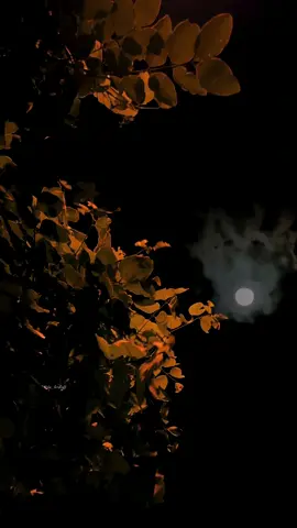 زندگی میں سب سے بہادرانہ فیصلوں میں سے ایک یہ ہے کہ تم ہر اُس چیز کو ہمیشہ کے لیے چھوڑ دو جو تمہارے دل کو تکلیف پہنچاتی ہے۔🖤🫠 #foryou #viralvideo #aikarielbees #growmyaccount #tiktokpakistan 