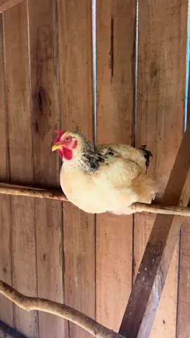 Comprei mesmo  🐓  #sonheiquetinhacomprado #galinhacaipira #sitio #galinheiro #rural 