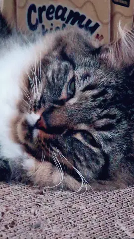 the word of the day is exhausted 🫩 Happy Monday🫩 #word #tiktokpets #cats #tabbycat #petlove 